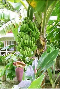 Platone Banana Plant Thai banana plant444-thumb1