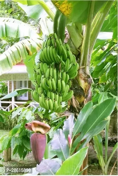 Platone Banana Plant Thai banana plant444-thumb2