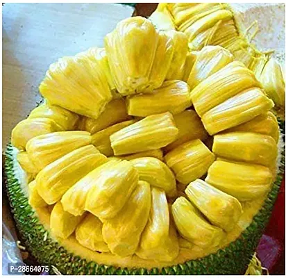 Platone Jackfruit Plant Saraswati Gardens All Season Fruit Plant Honey Jackfruit Low Bearing Jackfruit1 Healthy Live Plant With Plastic Bag-thumb0