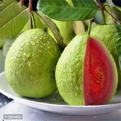 Platone Guava Plant TIGGauva94-thumb0