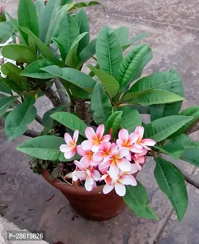 Platone Plumeria Plant Pulmeria flower plant 12-thumb0