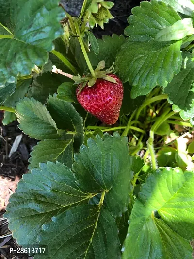 Platone Strawberry Plant Strawberry Plant 009