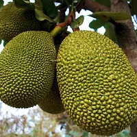 Platone Jack Fruit Plant Sweet Jackfruit Plant-thumb1