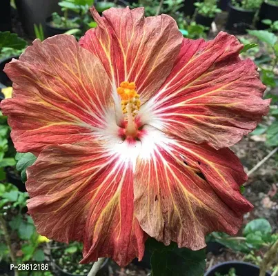 Platone Hibiscus Plant JDMK14756