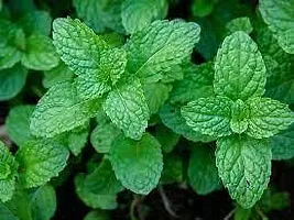 Platone Mint Plant MINT PLANT UY77-thumb2