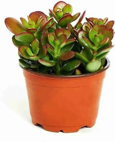 Best Selling Plant & Planters 