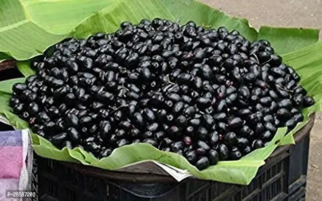 Platone Jamun Plant Jamun PlantM1