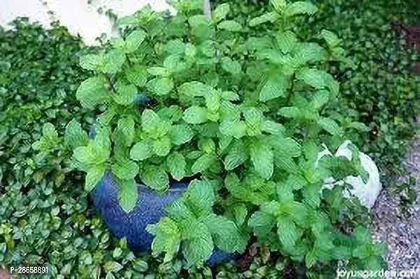 Platone Mint Plant MINT PLANT T6NB