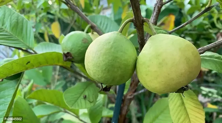 Platone Coconut Plant Wild Guava Plant