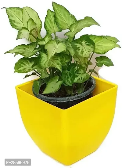 Platone Syngonium Plant Natural plant Good Luck Variegated Green Syngonium - Air Purifying - Indoor Plant