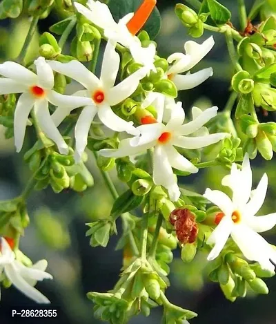 Platone ParijatHarsingar Plant Parijatshiuli phoolNight flowering Jasmine plant-thumb0