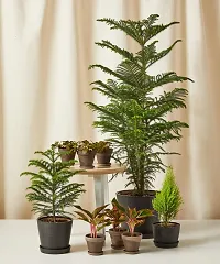 Platone Christmas Tree Plant Christmas Tree Plant (Norfolk Pine Tree)-thumb1