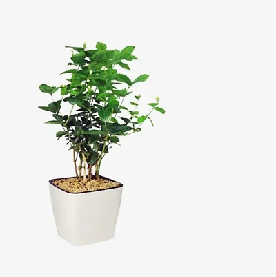 New Arrival Plant & Planters 