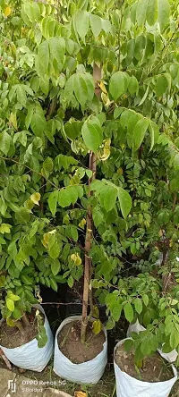 Platone Carmona Plant carambola plant-thumb1