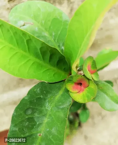 Platone Euphorbia Plant euphorbia-thumb0