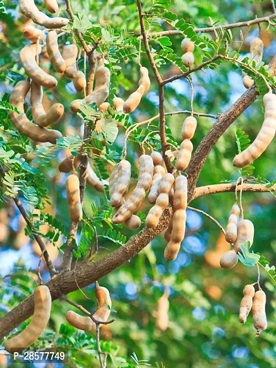 Platone Tamarind Plant Tamarind Thai Sweet Variety Imli Fruit Grafted Live Plant (1-1.5 Ft Size) Pack of 1 Healthy Plant CF1567-thumb2