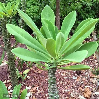 Platone Oleander Plant Gardens Euphorbia Nirifolia - Oleander Spurge Cactus Live Plant