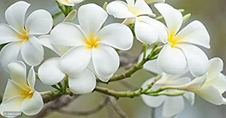 Platone Plumeria Plant champa41-thumb0