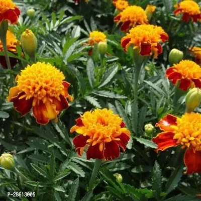 Platone Marigold Plant Marigold Plant10