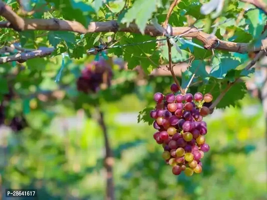 Platone Grape Plant GRAPES PLANT EEVVNN-thumb2