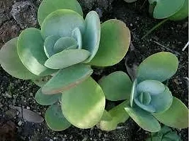 Platone Kalanchoe Plant KALNCHOE PLANT JJKK-thumb1