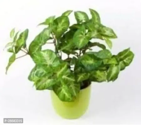 Platone Syngonium Plant Syngonium Plant