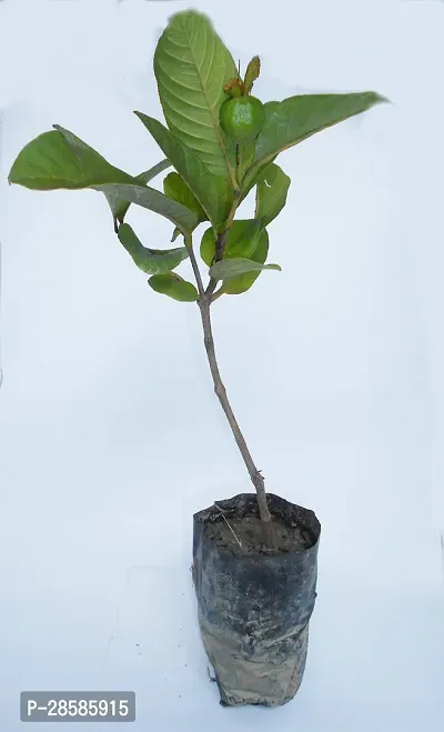 Platone Guava Plant GUAVA01