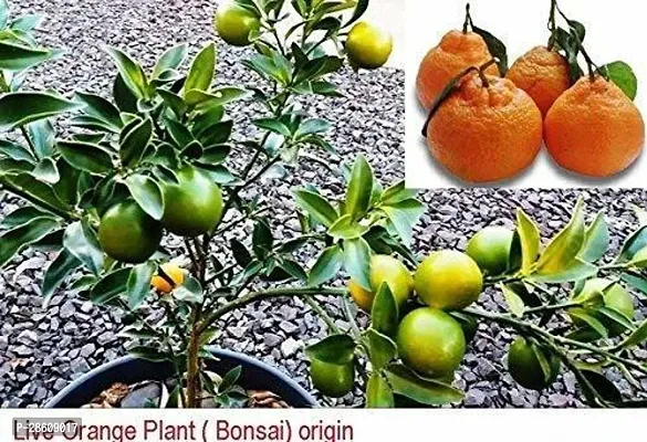 Platone Orange Plant EVor96