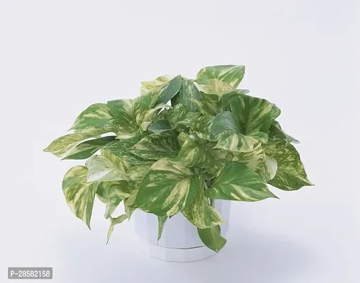 Platone Money Plant money plant 921