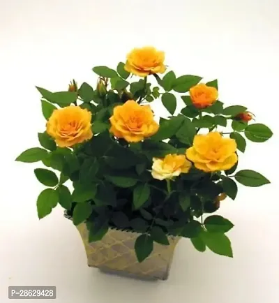 Platone Rose Plant Rose Plant ( Daund )-thumb2