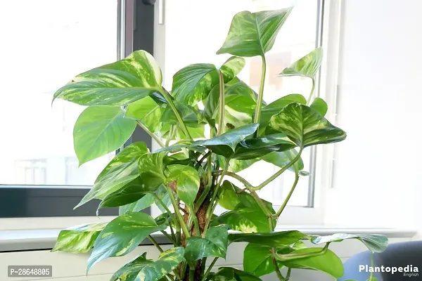 Platone Money Plant OKJS