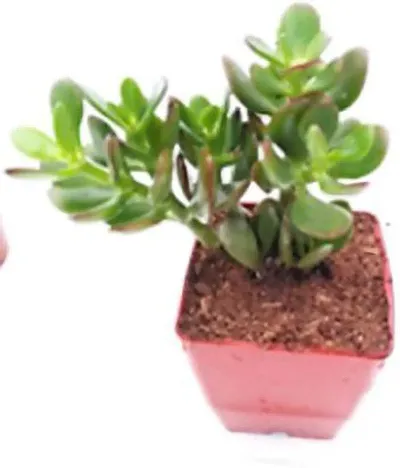 New Arrival Plant & Planters 