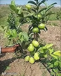 Platone Guava Plant GUAVA PLANT R22-thumb1