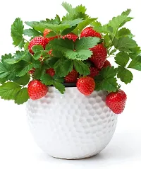 Platone Strawberry Plant strawberry plant 792-thumb2