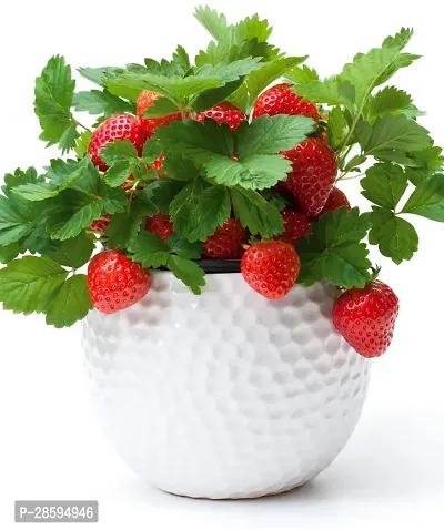 Platone Strawberry Plant strawberry plant 792-thumb3