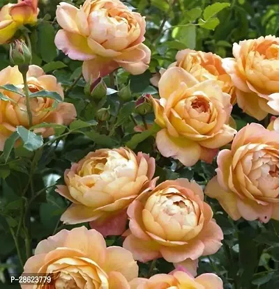 Platone Rose Plant Lady of Shalott RoseEnglish Rose Charming Live Plant