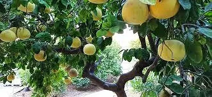 Platone Pomelo Plant POMELO PLANT VBN-thumb1