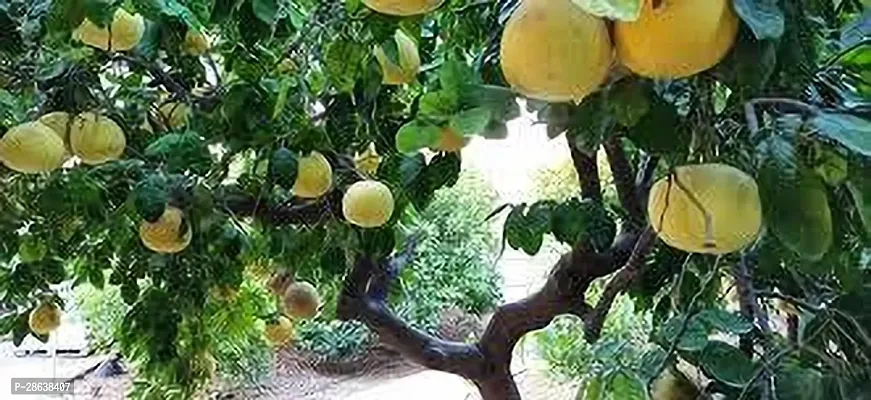 Platone Pomelo Plant POMELO PLANT VBN-thumb2