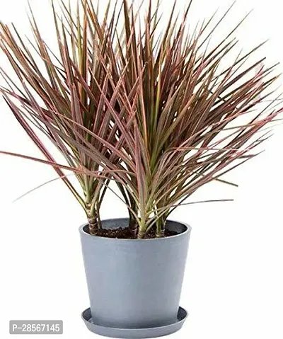 Platone Dracaena Plant Dracaena marginata Plants