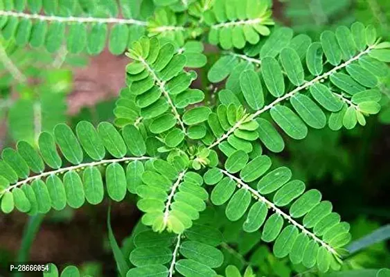 Platone Amla Plant LiveBhui amlaGale of the wind Medicinal Plant With poly bag