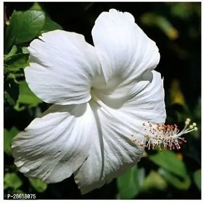 Platone Hibiscus Plant Hibiscus Plant2132133