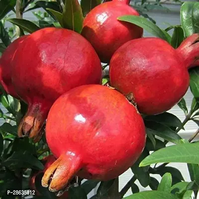 Platone Pomegranate Plant Anar plant29-thumb0