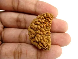 Platone Rudraksh Live Plant One Mukhi Rudraksh Plant-thumb1