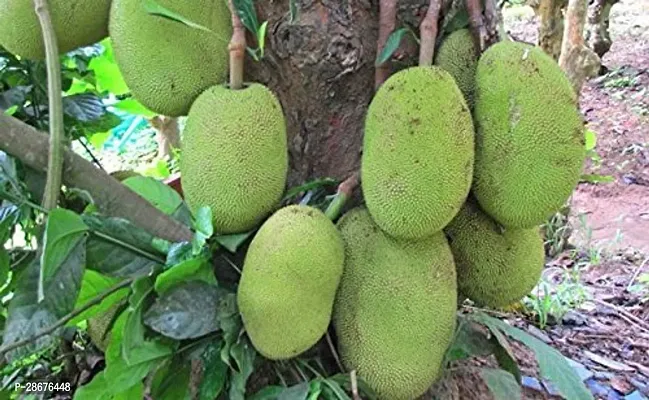 Platone Jack Fruit Plant Jack plant Fruit Curry Panasa Fruit Plant Pot-thumb0