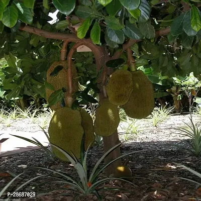 Platone Jackfruit Plant Kilichundan Jackfruit Plant For Outdoor Garden-thumb2