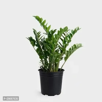 Platone ZZ Plant ZZ PLANT