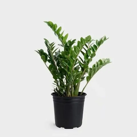 Best Selling Plant & Planters 