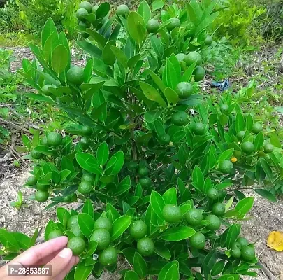 Platone Lemon Plant Lemon Plant ( Taiwan Lemon Plant )-thumb0