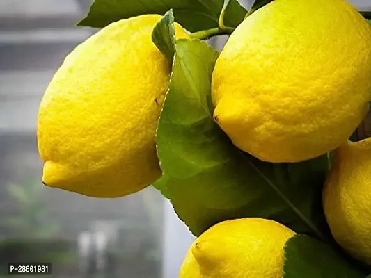 Platone Lemon Plant Lemon Plant (05)-thumb0