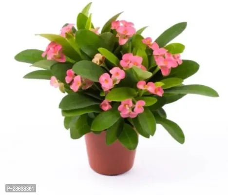 Platone Euphorbia Plant Live-Spl X10-thumb0